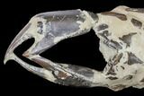12.7" Fossil Mud Lobster (Thalassina) - Indonesia - #131175-4